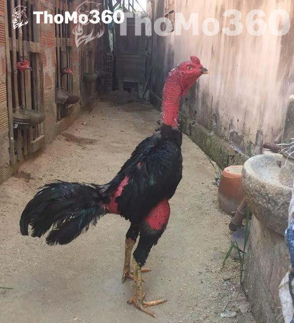 Các dòng gà khác ở Bình Định