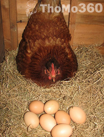 cách làm gà mái đẻ nhiều trứng