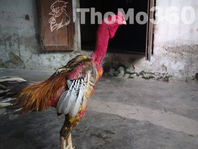 những gà chọi nổi tiếng nhất Việt Nam