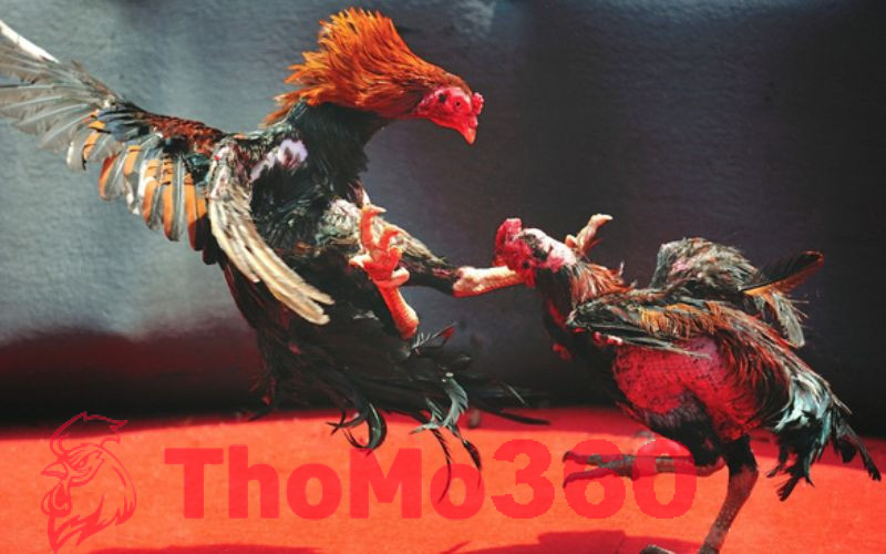 Những trận gà hay nhất ở Thomo